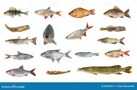 river fish